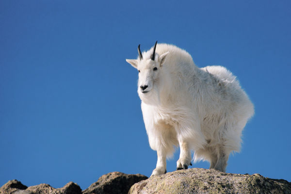 Mountain Goat Standing on Rock, Mount Evans Wilderness Area, Colorado, USA, RF Recht