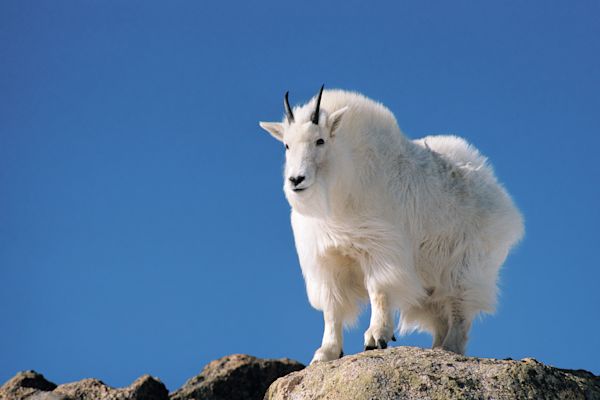 Mountain Goat Standing on Rock, Mount Evans Wilderness Area, Colorado, USA, RF Recht