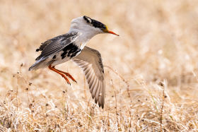 Ruff (Calidris pugnax) by Leander Khil