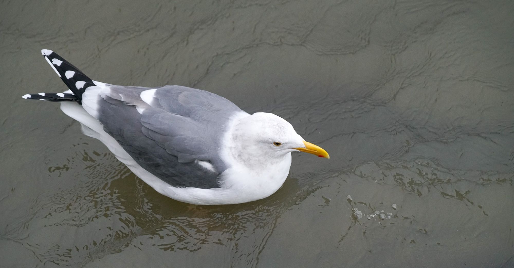 Western Gull (Larus occidentalis) by Charles Post