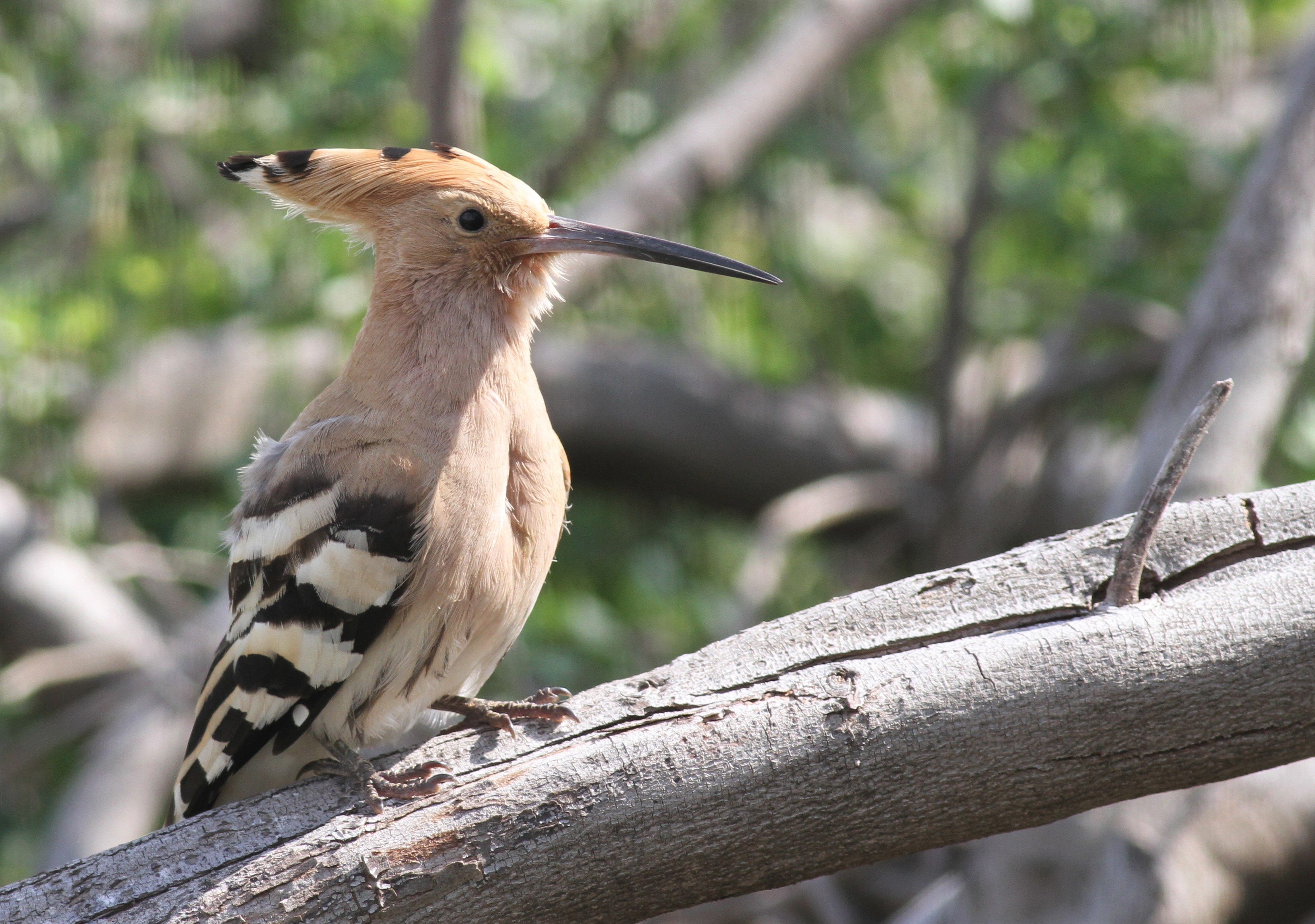!!!Eurasian Hoopoe (Upupa epops) at home (c) Jonathan Meyrav