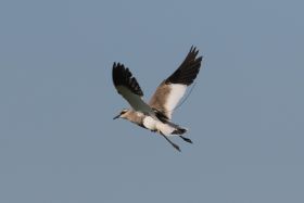 Tagged Sociable Lapwing (c) Paul Donald