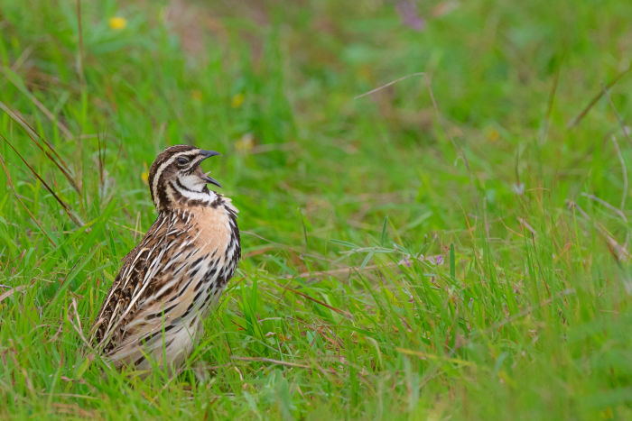 Rain Quail (Coturnix coromandelica) calling