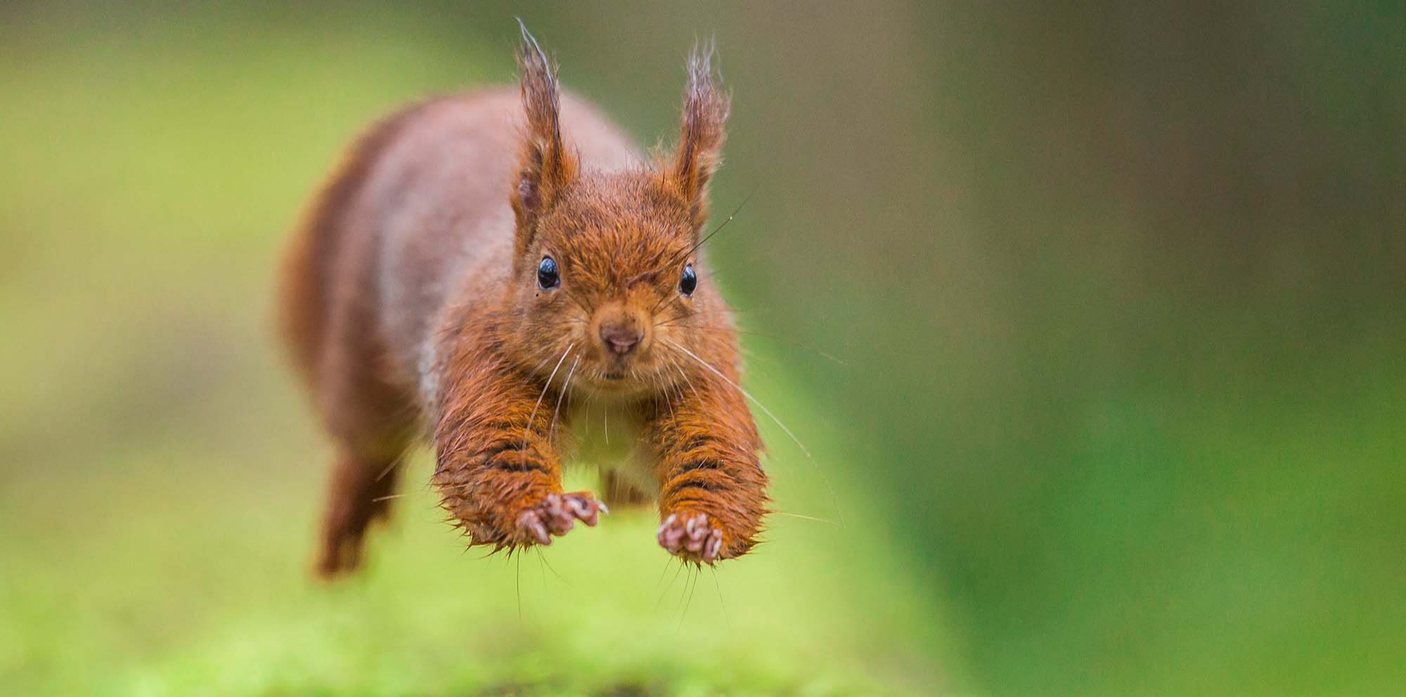 Red squirrels (Sciurus vulgaris) by Nicolas Davy 