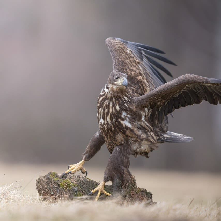White-tailed Eagles in Poland 02 - by Giuliano Scarparo 
