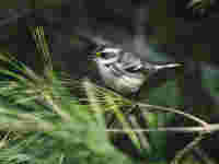 Black-throated gray warbler ID 1399426