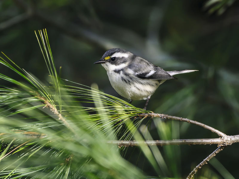 Black-throated gray warbler ID 1399426