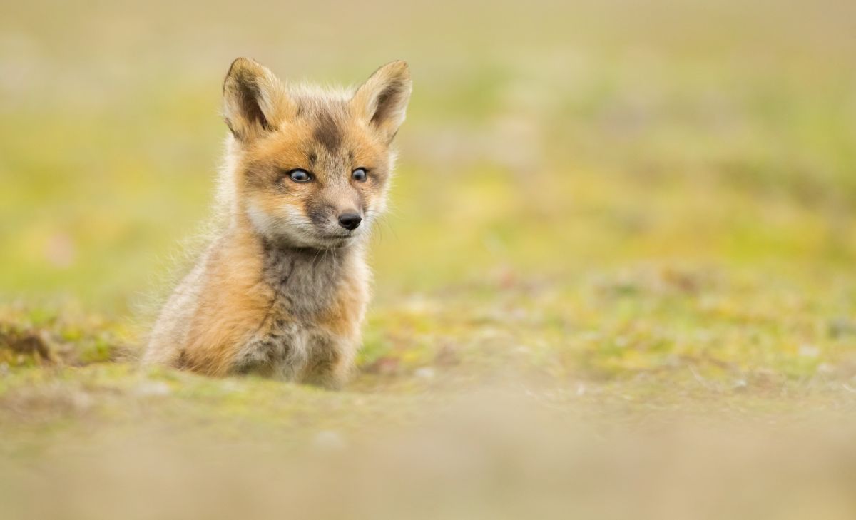 Red fox by Ben Knoot