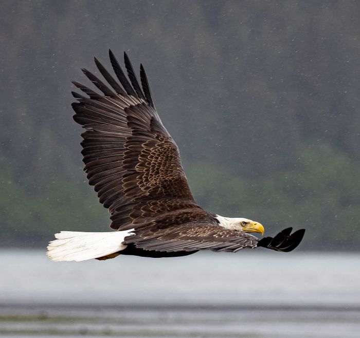 Greatest Wildlife Spectacles: Nature Explorer Mick Dees - Bald eagle