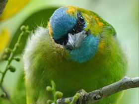 !!!A close view of the golden-naped barbet - Surya Ramachandran and Vedant Thite