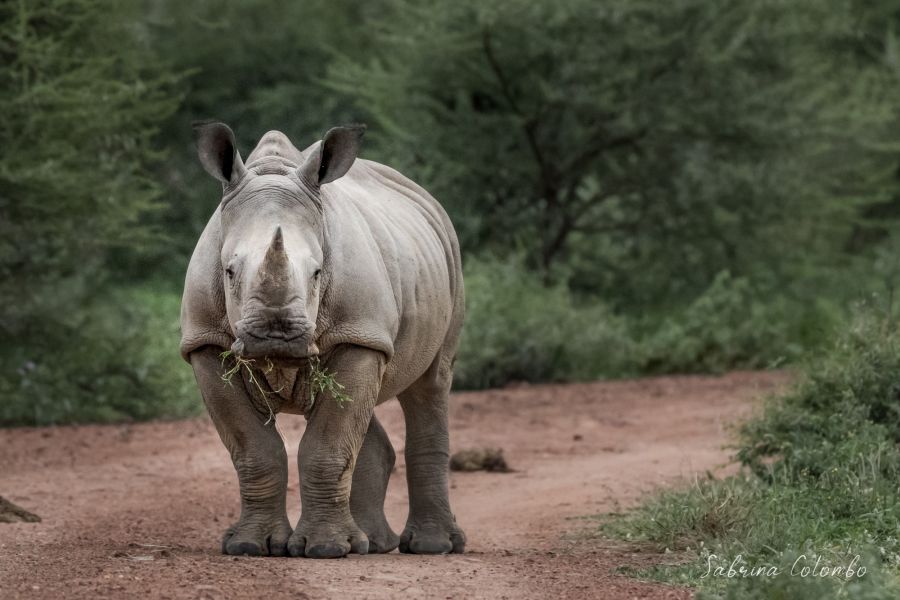 !!!rhino by Sarbina Colombo