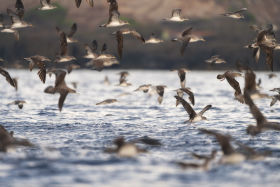 Nature Explorers: Andrea Benvenuti -Scopoli's Shearwater (Calonectris diomedea) Cory's Shearwater (Calonectris diomedea) 