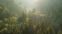 Landscape mixed forest from above