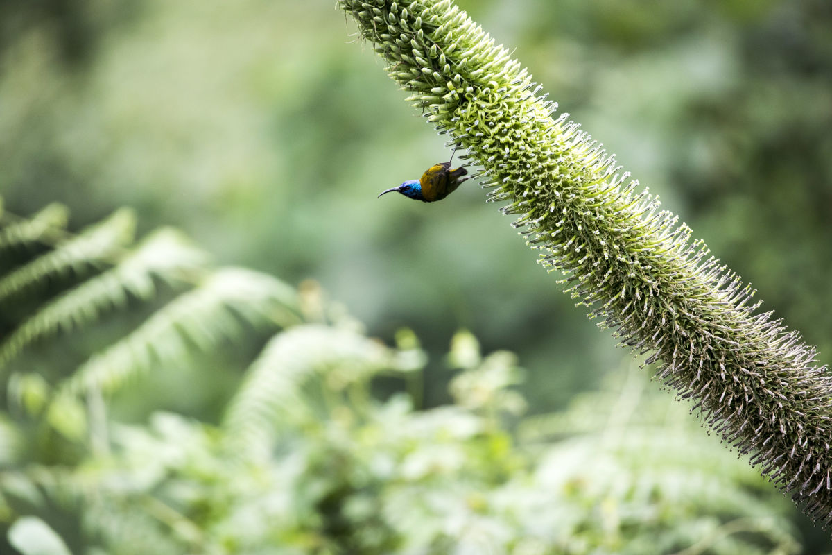 !!! Rick Bateman Uganda