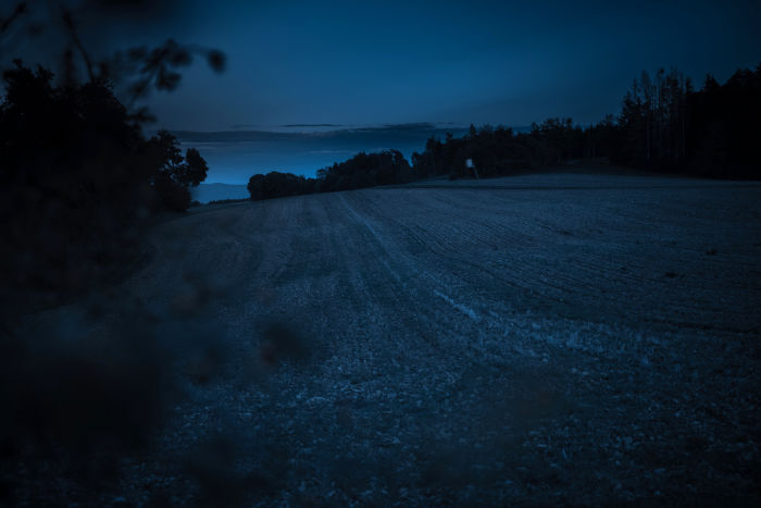 Nachtjagd auf Sauen. 