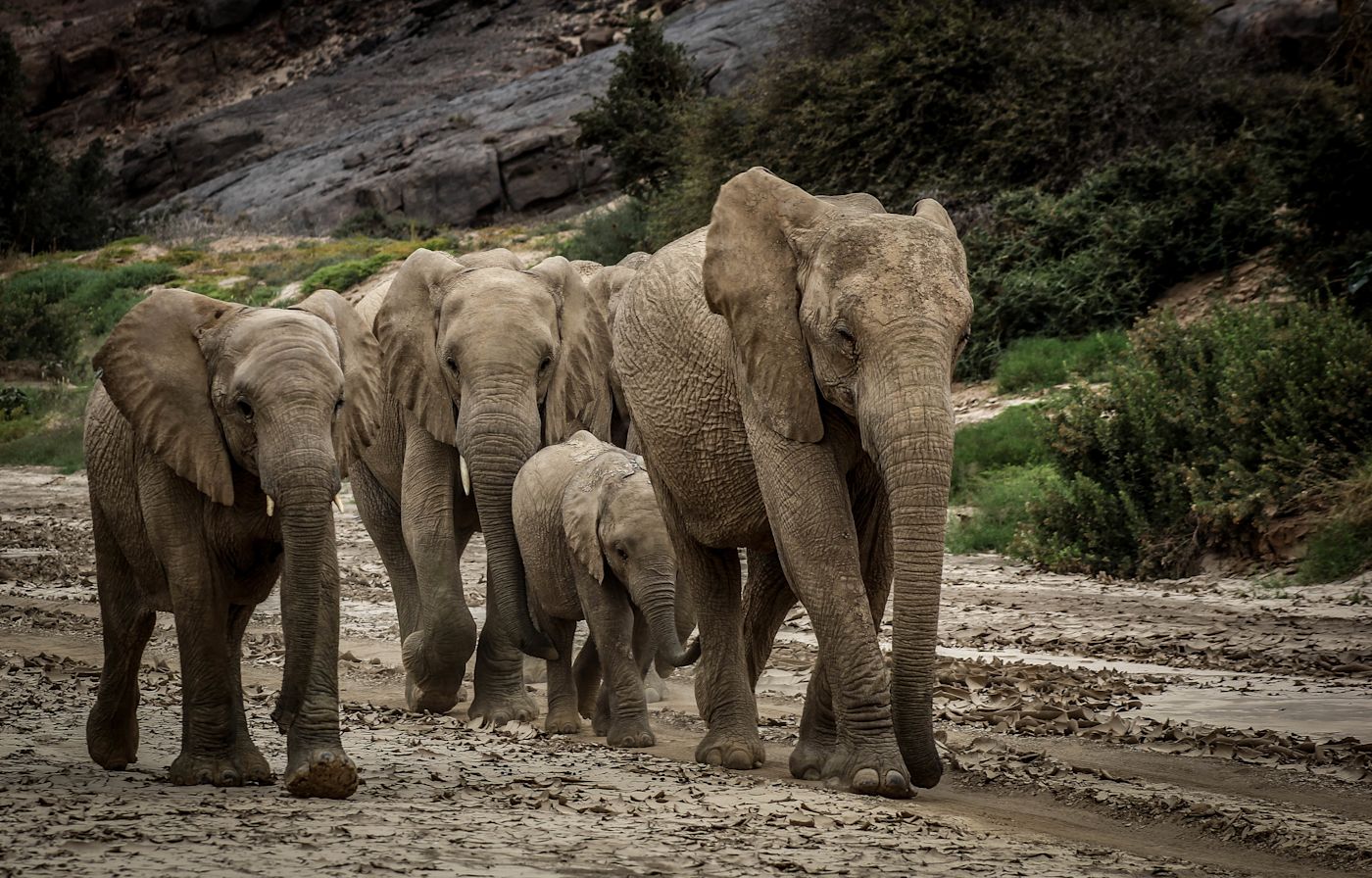 !!!  Track Desert Elephants in Namibia’s Wild /O - Jason - Elephant