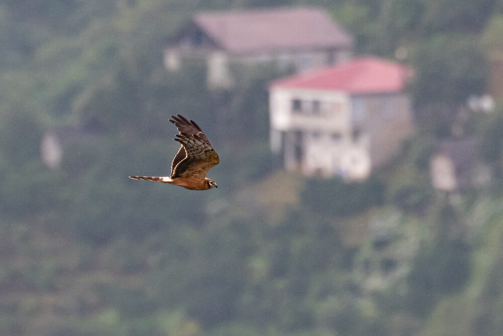 Conservation challenges in the Batumi bottleneck - Bart Hoekstra Montagu's Harrier 