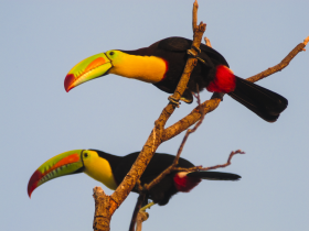 Keel Billed Toucan (Ramphastos Sulfuratus) (Nature Colombia - Trevor Ellery)