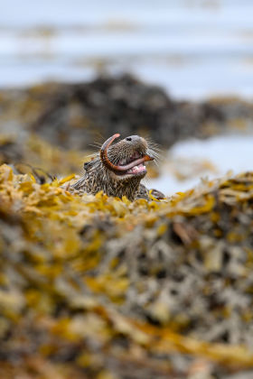 Isle of Mull Otter eating by Lara Jackson