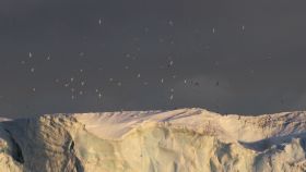 !!! Antarctic Petrels over an Iceberg Dan Brown IMG 7538