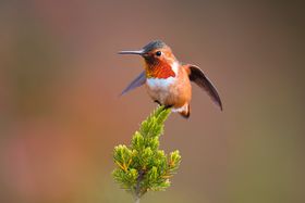 orange and red Hummingbird, California -K19_110%_shutterstock_410611726_CMYK (ID1312280)