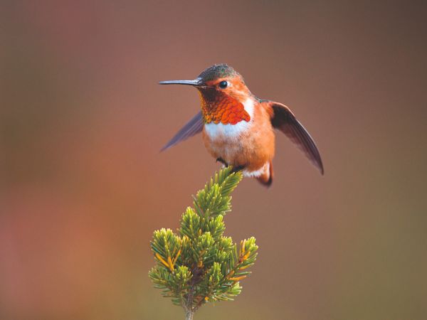 orange and red Hummingbird, California -K19_110%_shutterstock_410611726_CMYK (ID1312280)