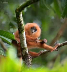 Red Leaf Monkey