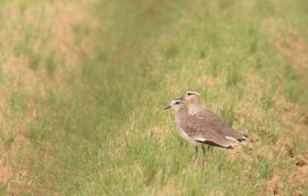 !!!Sociable Lapwings (Vanellus gregarius) (c) Jonathan Meyrav