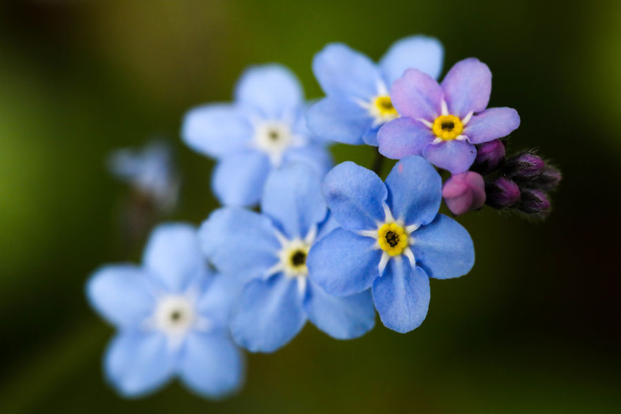 Forget me nots up close with the macro lens © Phoebe Smith