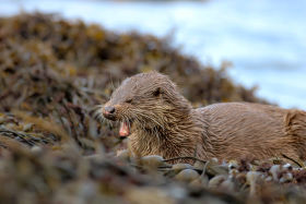 Isle of Mull Otter mouth open by Lara Jackson