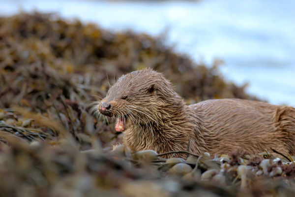 Nature Explorers: Lara Jackson - !!!Isle of Mull Otter mouth open by Lara Jackson