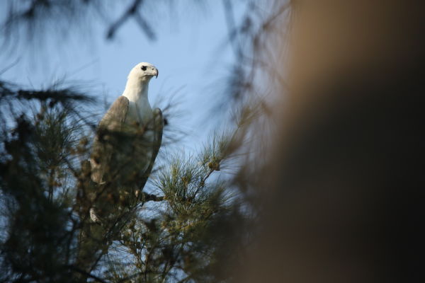 !!! First look at the White-bellied Sea Eagle, Surya Ramachandran