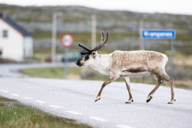 Reindeer Rentier by Leander Khil