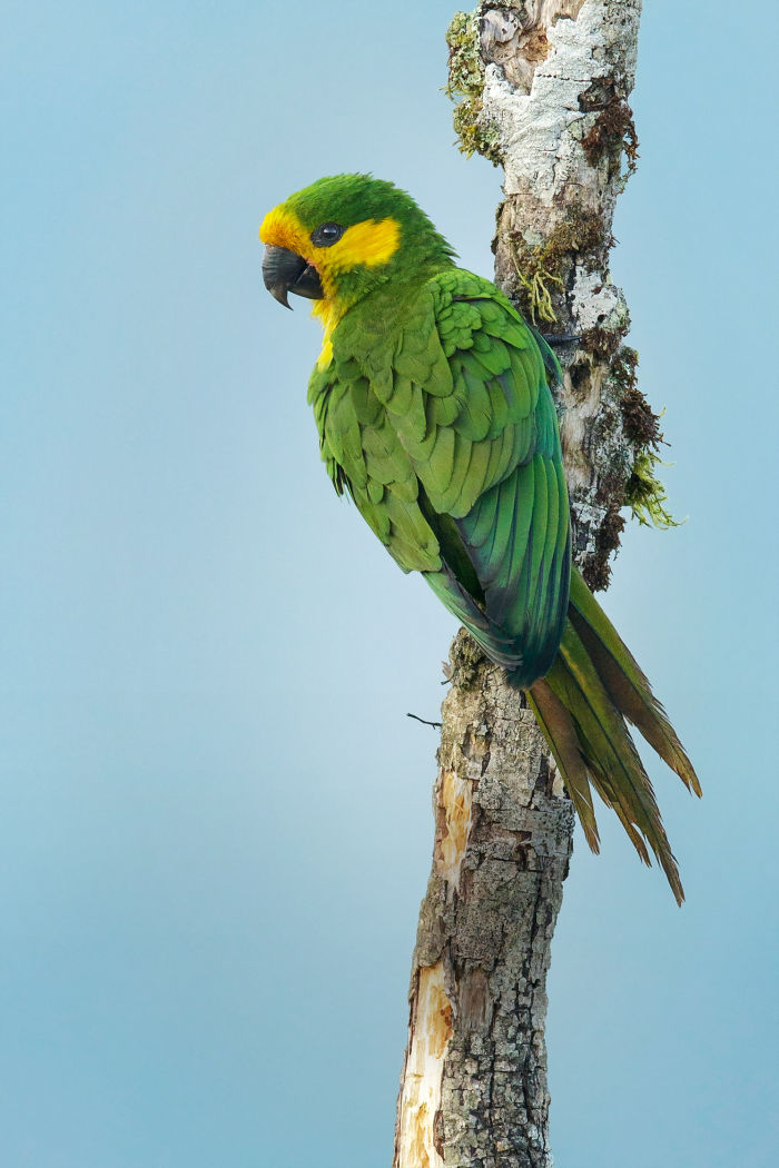 Yellow-eared Parrot (Ognorhynchus icterotis) perched on a branch in the mountains of Colombia, South America.