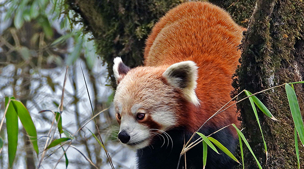 Red Panda Fact Sheet, Blog, Nature