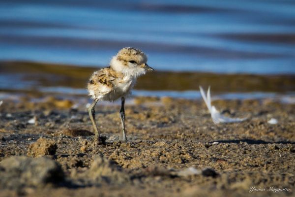 !!! Kentish Plover 3 (c) Yanina Maggiotto