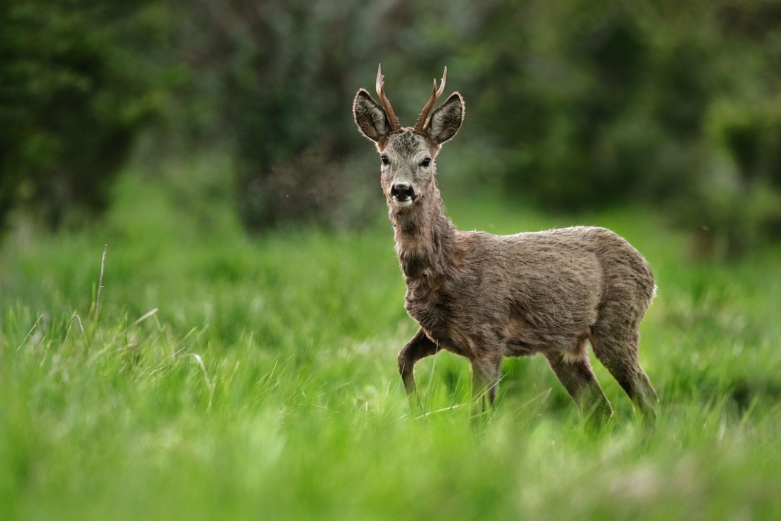 Reh, Rehbock, grün, Wald, Jagd