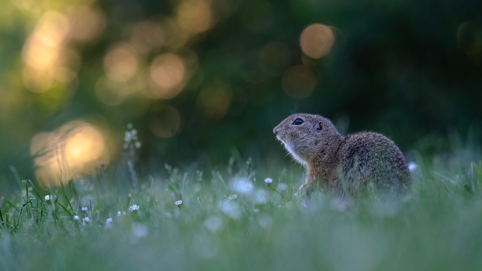 Ziesel - ground squirrel sitting in the grass by Andreas Hütten