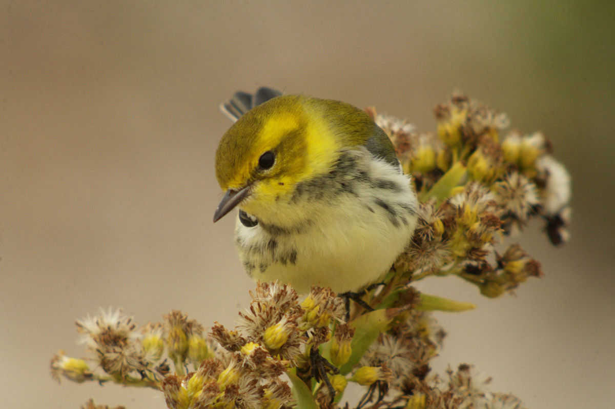 Black-throated Green Warbler, Clay Taylor