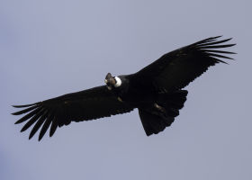 Ecuador: The Andean Condor