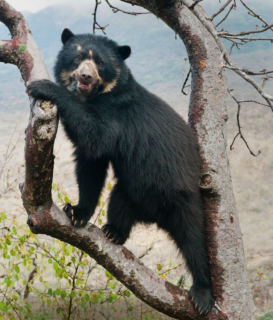Spectacled Bear (Tremarctos ornatus) female in tree, Chaparri Reserve, Lambayeque Province, Peru