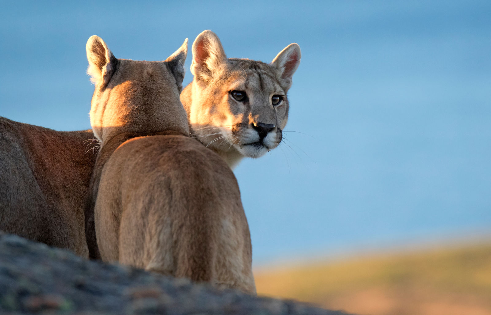 Pumas are roaming Patagonia, in the south of Chile.