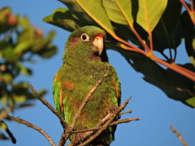 Santa Marta Parakeet (Luis Uruena - Manakin Nature Tours)