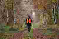 Male hunter wearing an orange vest walking along a forest trail in autumn with rifle over his shoulder to get to his driven hunting stand.