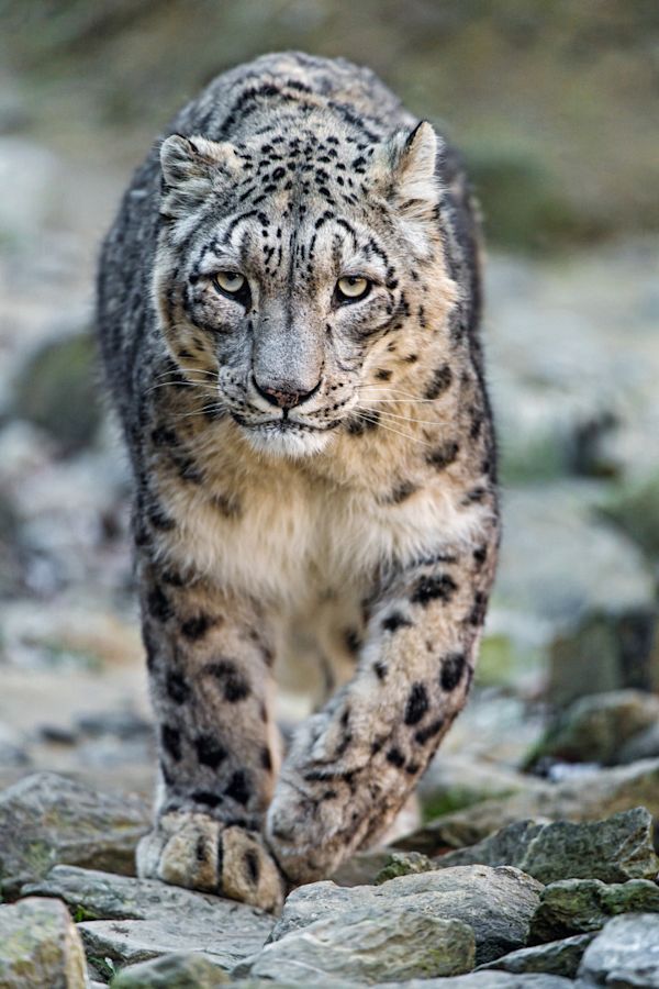 Dan O’Neill - Snow Leopards /O - Snow leopard