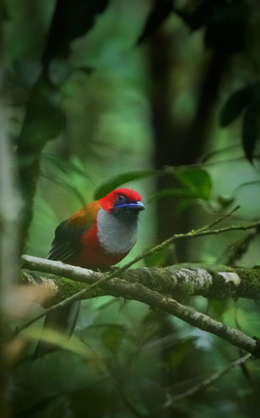 !!!First view of the Whitehead s Trogon - Surya Ramachandran and Vedant Thite