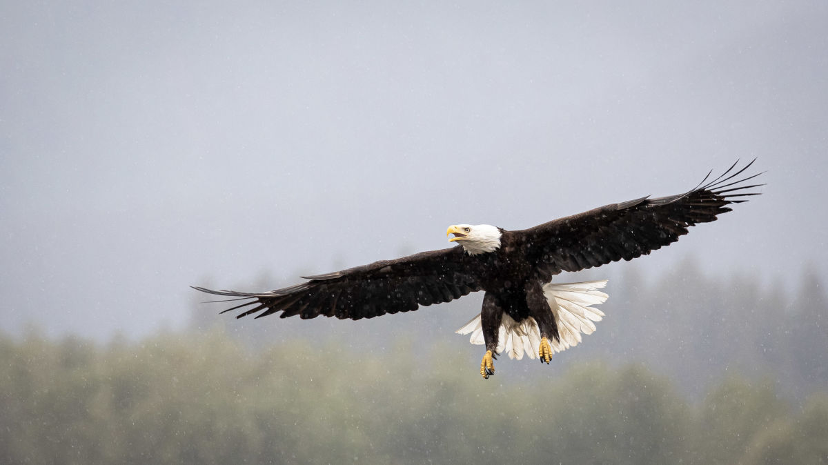 !!!Greatest Wildlife Spectacles: Nature Explorer Mick Dees - Bald eagles in Alaska EO9A5229
