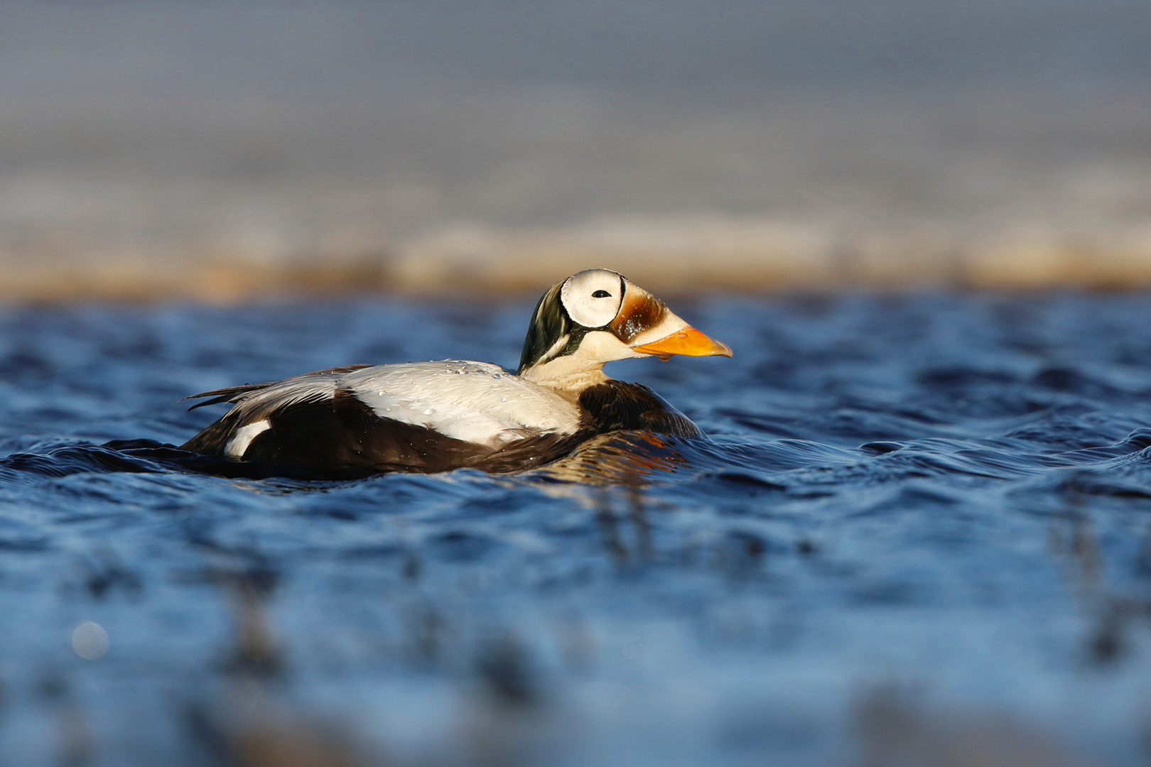 Spring Campaign 03/2026 - B/O - DESKTOP