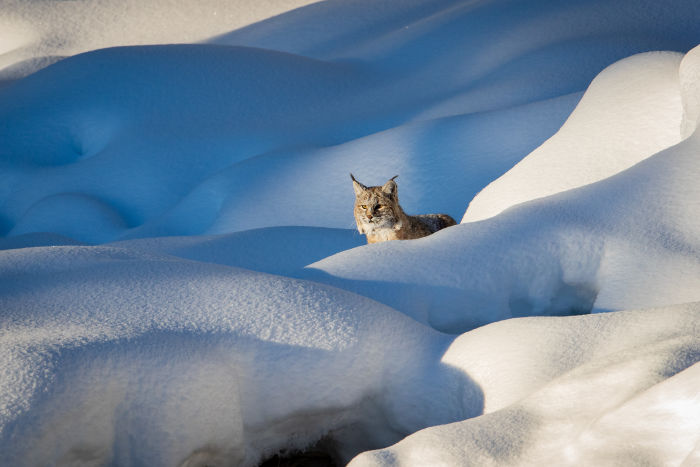 Bobcat looking out of the snow. Image by Cindy Godell. 