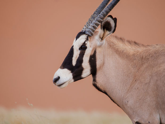 Closer Special Design, RM, Portrait of Gems (Oryx gazelle) in namibia dessert, Namibia, Namibian desert, Sossusvlei